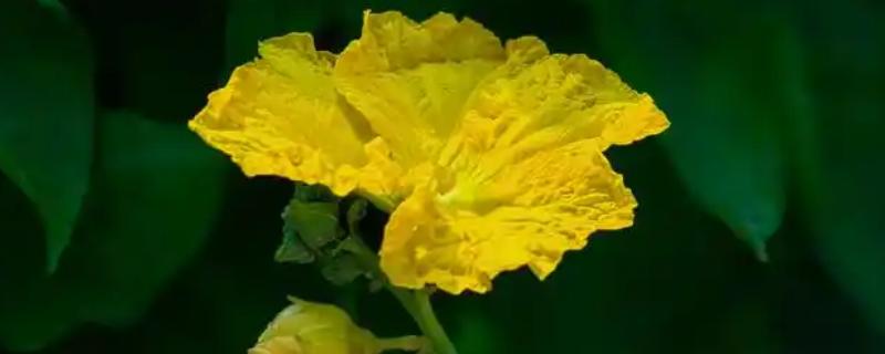丝瓜只有雌花如何解决，增加光照时间可促使雄花开放
