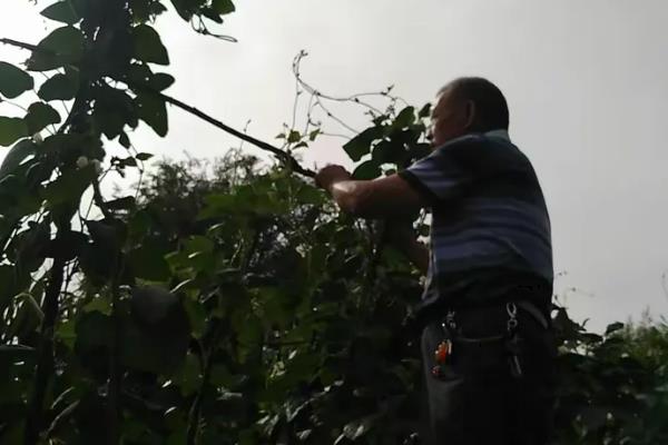 丝瓜只有雌花如何解决，增加光照时间可促使雄花开放