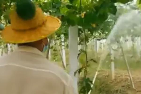 丝瓜只有雌花如何解决，增加光照时间可促使雄花开放