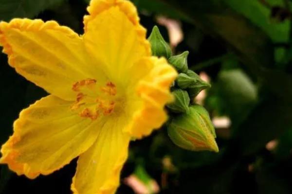 丝瓜只有雌花如何解决，增加光照时间可促使雄花开放