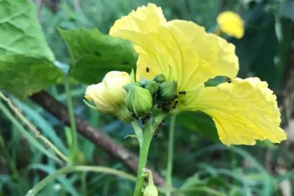 丝瓜只有雌花如何解决，增加光照时间可促使雄花开放