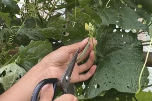 丝瓜只有雌花如何解决，增加光照时间可促使雄花开放