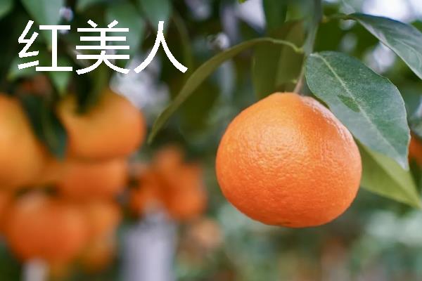 柑橘的品种介绍，常见的有红美人、春见等