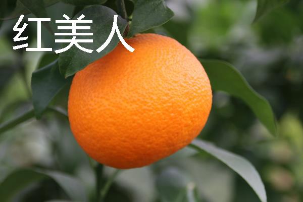 柑橘的品种介绍，常见的有红美人、春见等