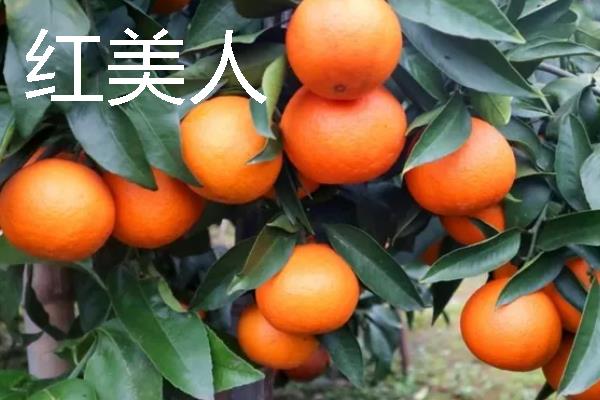 柑橘的品种介绍，常见的有红美人、春见等