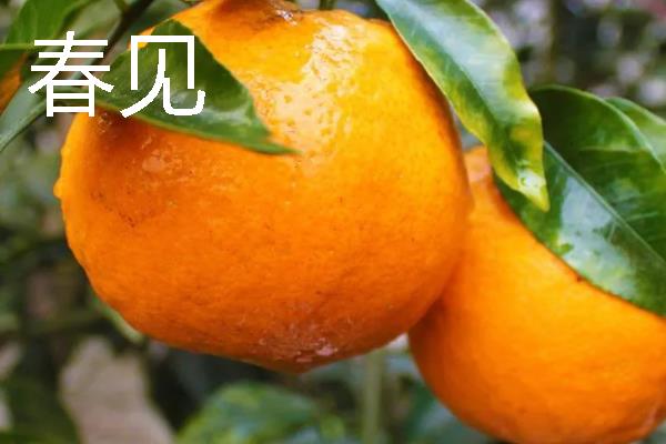 柑橘的品种介绍，常见的有红美人、春见等
