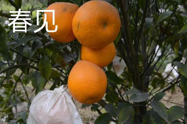 柑橘的品种介绍，常见的有红美人、春见等