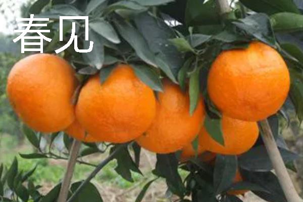 柑橘的品种介绍，常见的有红美人、春见等