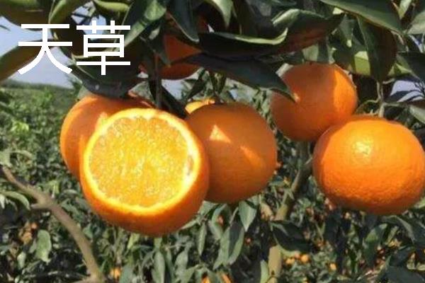 柑橘的品种介绍，常见的有红美人、春见等