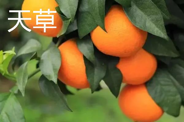 柑橘的品种介绍，常见的有红美人、春见等