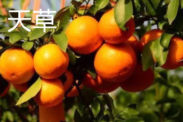 柑橘的品种介绍，常见的有红美人、春见等