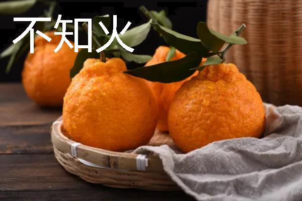 柑橘的品种介绍，常见的有红美人、春见等