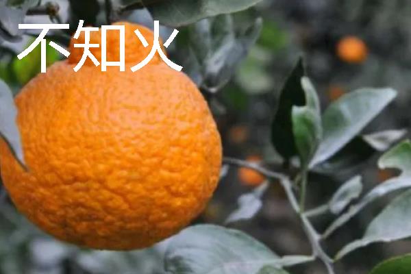 柑橘的品种介绍，常见的有红美人、春见等
