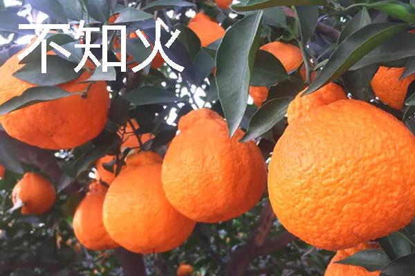 柑橘的品种介绍，常见的有红美人、春见等