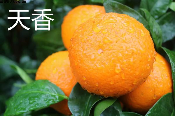 柑橘的品种介绍，常见的有红美人、春见等