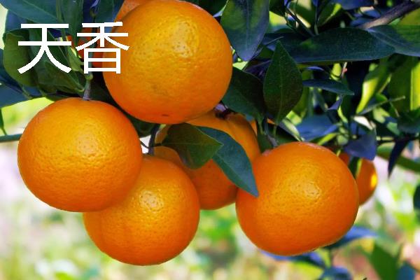 柑橘的品种介绍，常见的有红美人、春见等