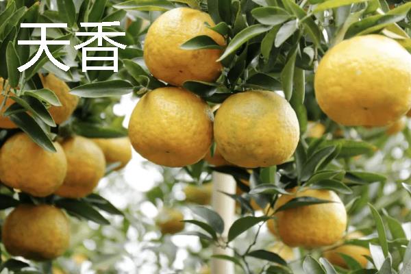 柑橘的品种介绍，常见的有红美人、春见等