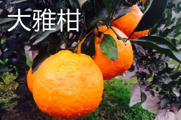 柑橘的品种介绍，常见的有红美人、春见等