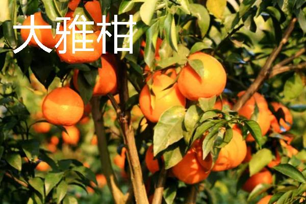 柑橘的品种介绍，常见的有红美人、春见等