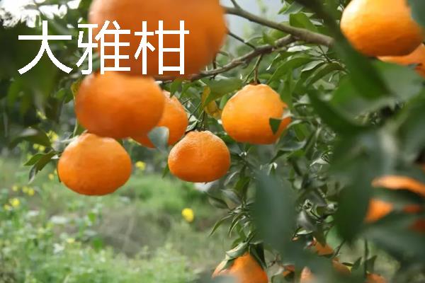 柑橘的品种介绍，常见的有红美人、春见等