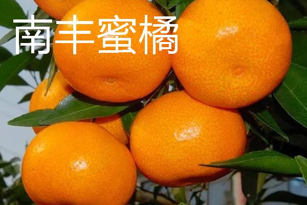 柑橘的品种介绍，常见的有红美人、春见等