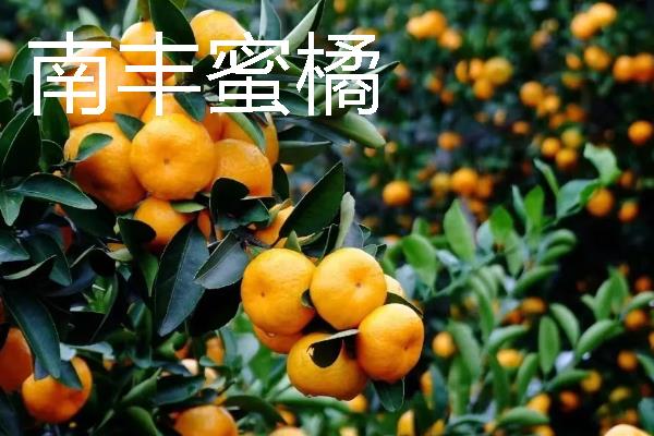 柑橘的品种介绍，常见的有红美人、春见等