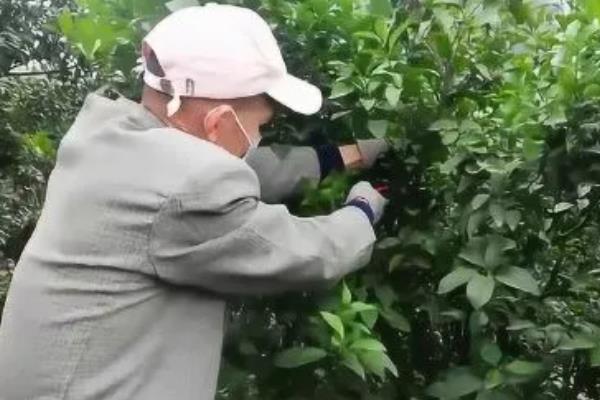 柑橘的修剪方法，在每年的春夏两季修剪
