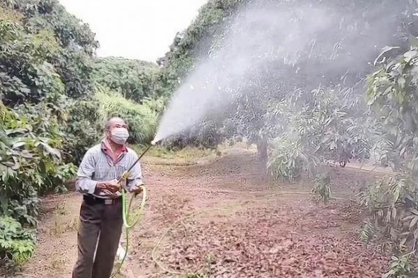 芒果幼果期要打什么药，可选择铜制剂、硫磺类农药等