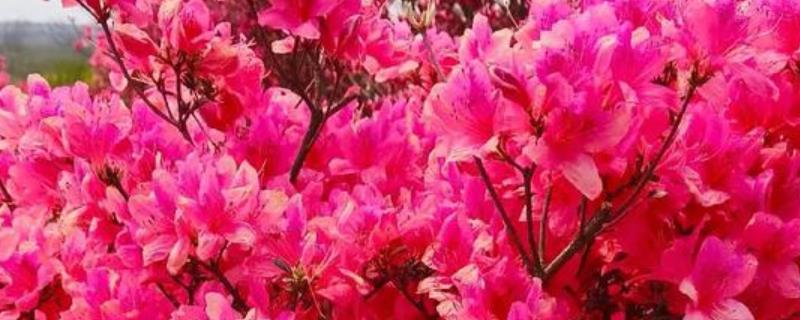 夏季杜鹃花干枯掉叶怎么处理，需合理浇水