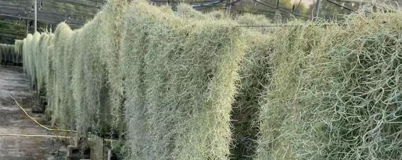 怎么养空气凤梨老人须，适宜在温暖的环境中生长