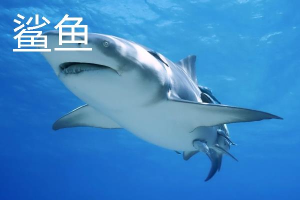 常见的海鱼品种，常见的有鲨鱼、带鱼、石斑鱼等