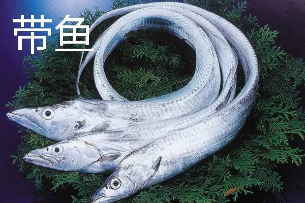 常见的海鱼品种，常见的有鲨鱼、带鱼、石斑鱼等