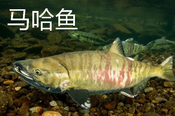 常见的海鱼品种，常见的有鲨鱼、带鱼、石斑鱼等