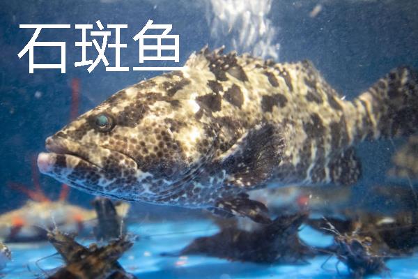 常见的海鱼品种，常见的有鲨鱼、带鱼、石斑鱼等