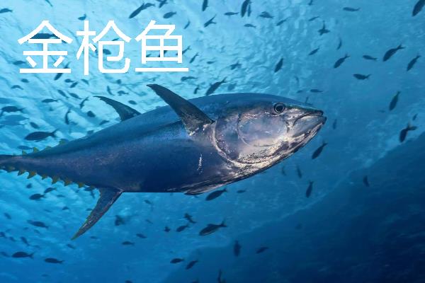 常见的海鱼品种，常见的有鲨鱼、带鱼、石斑鱼等