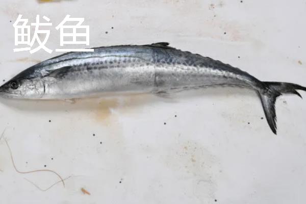 常见的海鱼品种，常见的有鲨鱼、带鱼、石斑鱼等