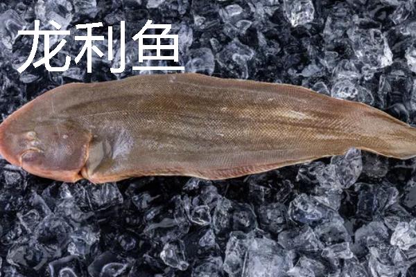 常见的海鱼品种，常见的有鲨鱼、带鱼、石斑鱼等