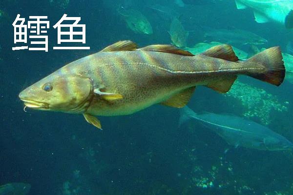 常见的海鱼品种，常见的有鲨鱼、带鱼、石斑鱼等