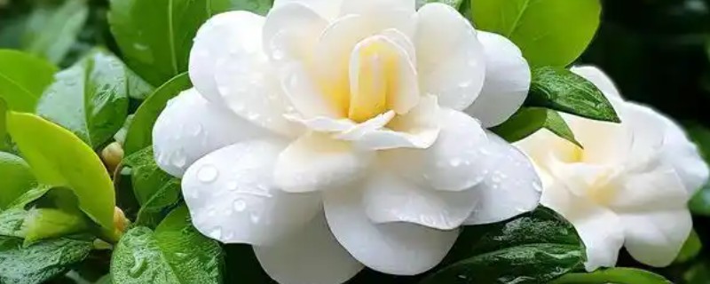 栀子花不开花怎么处理，生长期要保持盆土湿润