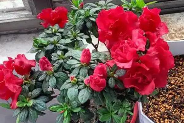 夏季杜鹃花干枯掉叶怎么处理，需合理浇水