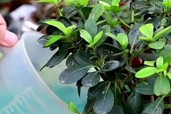 夏季杜鹃花干枯掉叶怎么处理，需合理浇水