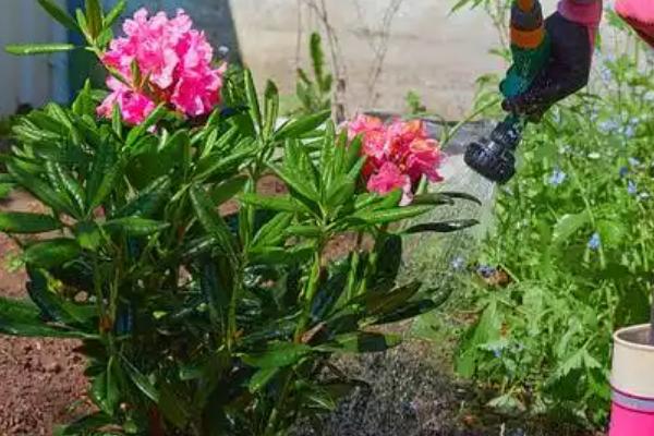 夏季杜鹃花干枯掉叶怎么处理，需合理浇水
