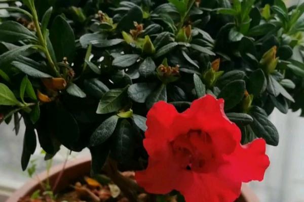 夏季杜鹃花干枯掉叶怎么处理，需合理浇水