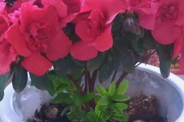 夏季杜鹃花干枯掉叶怎么处理，需合理浇水
