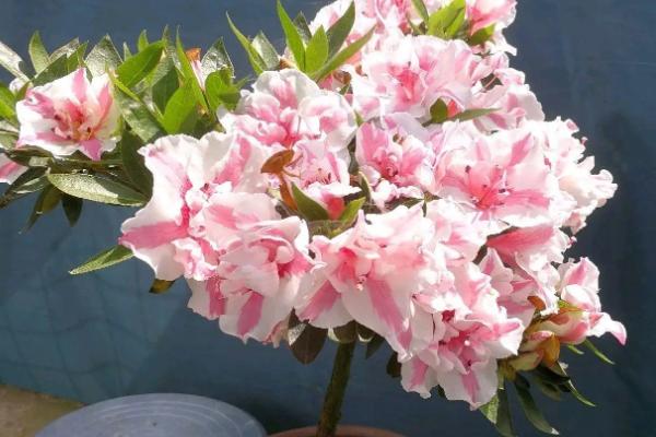 夏季杜鹃花干枯掉叶怎么处理，需合理浇水