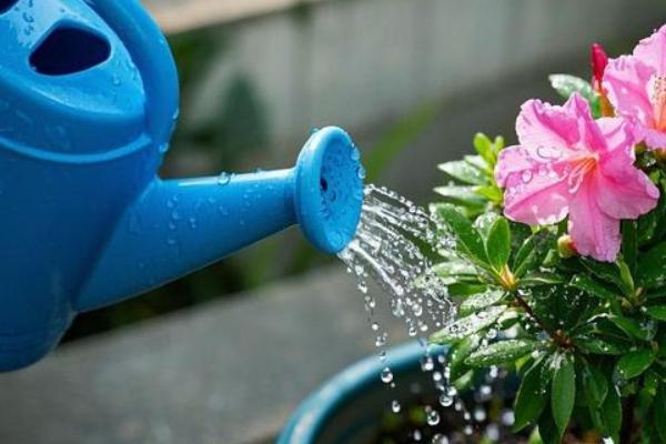 夏季杜鹃花干枯掉叶怎么处理，需合理浇水