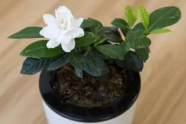 栀子花不开花怎么处理，生长期要保持盆土湿润