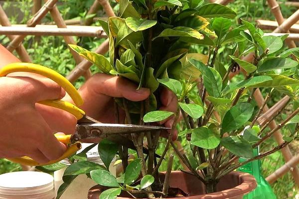 栀子花不开花怎么处理，生长期要保持盆土湿润