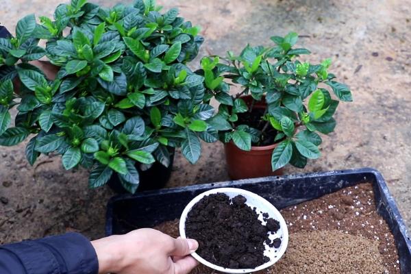 栀子花不开花怎么处理，生长期要保持盆土湿润