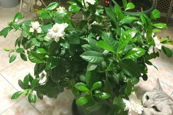 栀子花不开花怎么处理，生长期要保持盆土湿润